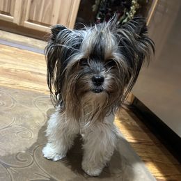 Amber - Biewer Terrier