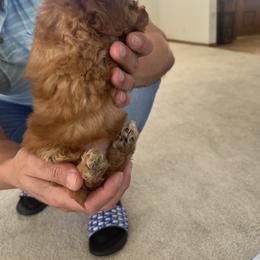 Poodle Puppies from ItalianToyPoodles