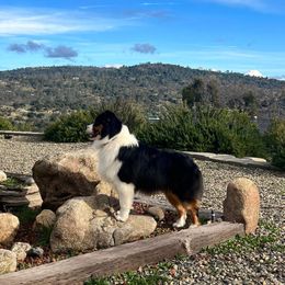 Australian Shepherd All Grown Up from Cali Aussies