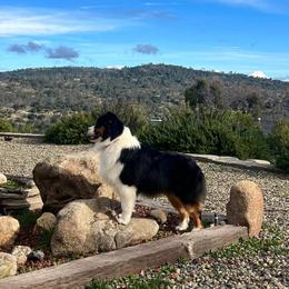 Australian Shepherd All Grown Up from Cali Aussies