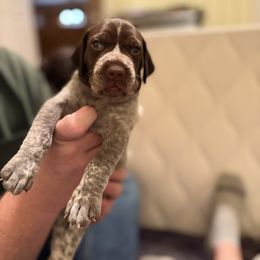 Black - Liver and white female German Shorthaired Pointer puppy in Ash Flat, Arkansas from SmokePoint GSPs