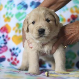 Golden Retriever Puppies from Golden Hour Golden Retrievers