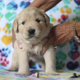 Golden Retriever Puppies from Golden Hour Golden Retrievers