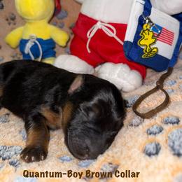 Quantum Brown Collar - Black and red male German Shepherd puppy in Hillsboro, Indiana from Salty Raccoon Ranch German Shepherds