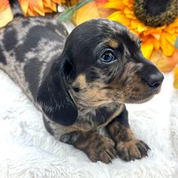 Knox - Dapple male Dachshund puppy in Exeter, California from Sawtooth Miniature Dachshunds
