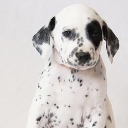 Orange - White and black male Dalmatian puppy in Cottage Grove, Oregon from Hidden Hills Dalmatians