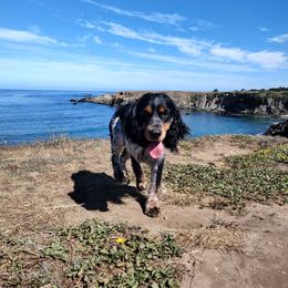 Dude - English Springer Spaniel