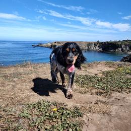 Dude - English Springer Spaniel