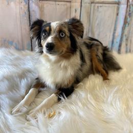 Sailor - Toy Australian Shepherd