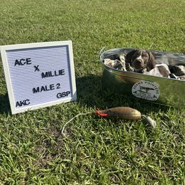Boy 2 - Liver roan male German Shorthaired Pointer puppy in Mcrae, Georgia from Adams Pointers