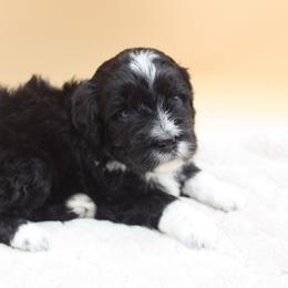 Fairy Godmother - Black and white female Bernedoodle puppy in Scottsville, Kentucky from Barren River Bernedoodles and Poodles