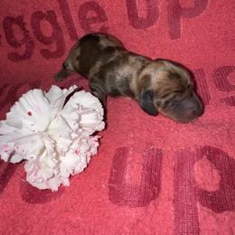 AKC Scarlet - Dapple female Dachshund puppy in Knoxville, Tennessee from Thea's Puppies