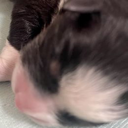 Sweet tart ❤️ - Black tri-color Australian Shepherd puppy in Martha’s Vineyard, Massachusetts from Cranberry Hill Aussies