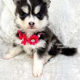Aurora - Blue female Pomsky puppy in Sheffield, Iowa from Clover Ridge Pomskies