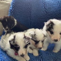 Shetland Sheepdog puppies from Xanadu Shelties