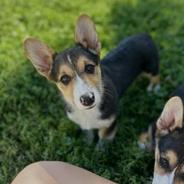 Dior - Black and tan male Pembroke Welsh Corgi puppy in Stockton, Utah from BW Corgis