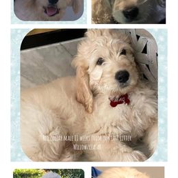 Goldendoodle Puppies from Heartland Poodles and Doodles