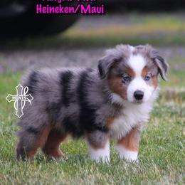 Abigail - Blue merle female Miniature American Shepherd puppy in Elgin, Oregon from Cross L Miniature American Shepherds