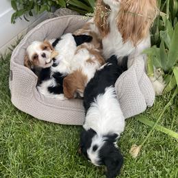 Cavalier King Charles Spaniel, Dachshund, and German Shepherd Puppies from Saffron