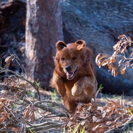 Golden Retriever Puppies from True Grit Golden Retrievers