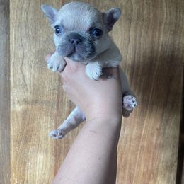 French Bulldog Puppies from Blue Apple Frenchies