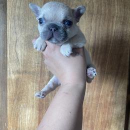 French Bulldog Puppies from Blue Apple Frenchies