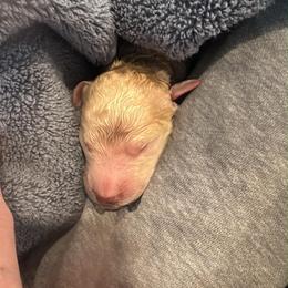 Navy - Apricot male Poodle puppy in North Port, Florida from Desert in the South Standard Poodles