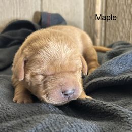 Maple - Yellow female Labrador Retriever puppy in Alcester, South Dakota from Theresa Rhodes