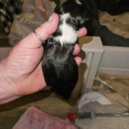 Max - Brindle and white male Shih Tzu puppy in Cook County, Illinois from My Tzu Crew