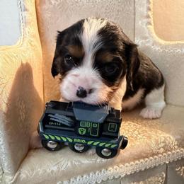 Griff - Tri-color male Cavalier King Charles Spaniel puppy in Avoca, New York from Palladino’s Cavaliers of Upstate NY