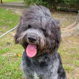 Bruno - Bernedoodle