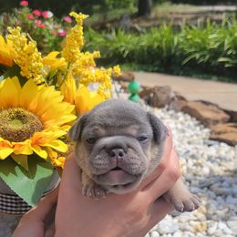 French Bulldog Puppies from Zoomie Time Frenchies