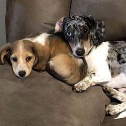 Bernedoodles and Dachshunds from Gee Dogs- Dachshunds and Bernedoodles