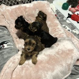 Yorkshire Terrier Puppies from Happy Days Acres and Yorkies