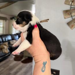 Ren - Black and tan male American Corgi puppy in Post Falls, Idaho from Splootin’ around Corgi’s