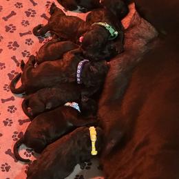 Black male 3 - Black male Cane Corso puppy in Clewiston, Florida from Far From Average Kennels