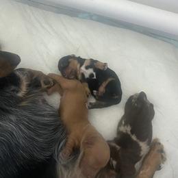 Cocoa - Black and tan female Dachshund puppy in Castle Rock, Colorado from Dachsunds of Denver