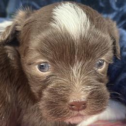 Chip - AKC - Chocolate male Havanese puppy in Mc Louth, Kansas from Harmony Valley Cavaliers & Havanese