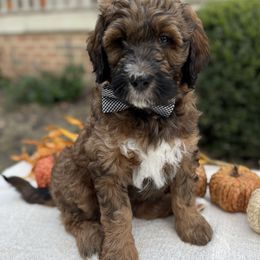Hogan - Sable male Bernedoodle puppy in Perrysville, Ohio from Pleasant Valley Bernedoodles