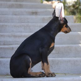 Doberman Pinscher Puppies from Obsidian Kennels