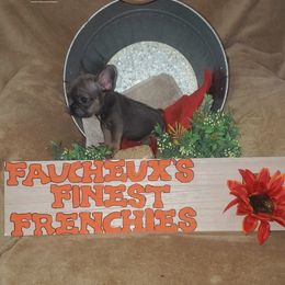 French Bulldog Puppies from Faucheux's Finest Frenchie's
