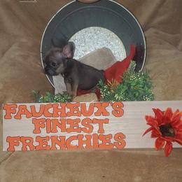 French Bulldog Puppies from Faucheux's Finest Frenchie's
