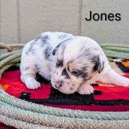 Jones - Blue merle and white male American Corgi puppy in Shawnee, Oklahoma from Sunray Ranch