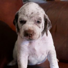 Girl 3 - Braque du Bourbonnais puppy in Lincoln, Nebraska from Rufnit Kennels, LLC