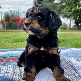 Moana - Phantom female Bernedoodle puppy in Yuba City, California from Ranch House Doodles