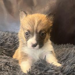 MO-F02 - Red female Pembroke Welsh Corgi puppy in Stockton, Iowa from Infinity Corgis