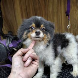 Hugo - Pomeranian