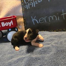 Kermit - Black tri male Miniature American Shepherd puppy in Vancouver, Washington from BonDrew's Miniature American Shepherds