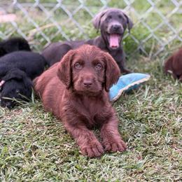 Harvey - Chocolate male Labradoodle puppy in Georgetown, South Carolina from Muddy Bay Kennels