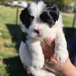 Yoda - White male Lhasa Apso puppy in Greenville, South Carolina from Lots of Lhasa Love